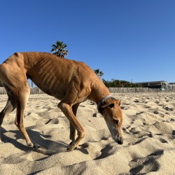 Hundeschule Vogt - Farruca