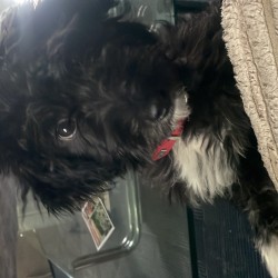 Hundeschule Vogt - Fiete
