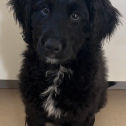 Hundeschule Vogt - Filou