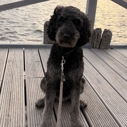 Hundeschule Vogt - Fine