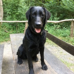 Hundeschule Vogt - Fine