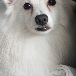 Hundeschule Vogt - Finn