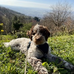 Hundeschule Vogt - Finto