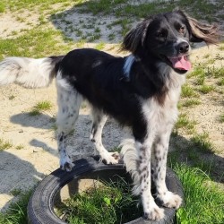 Hundeschule Vogt - Fips