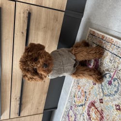 Hundeschule Vogt - Flips