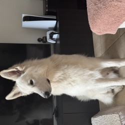 Hundeschule Vogt - Floki