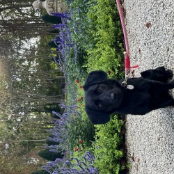 Hundeschule Vogt - Fridolin