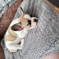 Hundeschule Vogt - Frieda