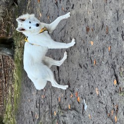 Hundeschule Vogt - Funny