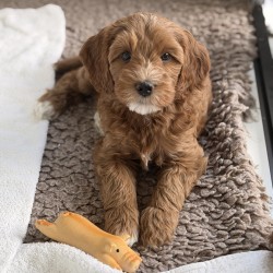 Hundeschule Vogt - Gia