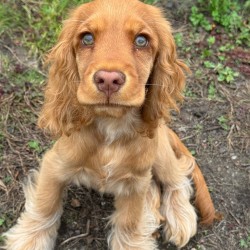 Hundeschule Vogt - Gretchen