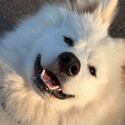 Hundeschule Vogt - Haku