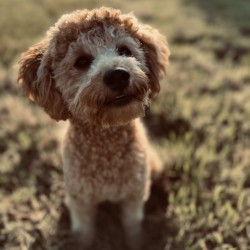 Hundeschule Vogt - Hank