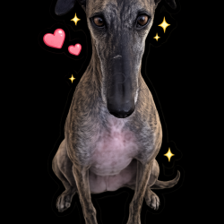 Hundeschule Vogt - Hannah