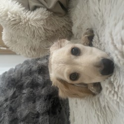 Hundeschule Vogt - Happy