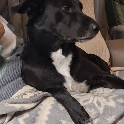 Hundeschule Vogt - Kalle
