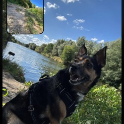 Hundeschule Vogt - Helly