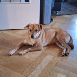Hundeschule Vogt - Henna