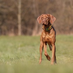 Hundeschule Vogt - Henry