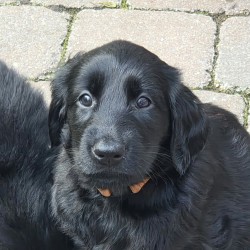Hundeschule Vogt - Hettie