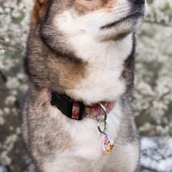 Hundeschule Vogt - Hima
