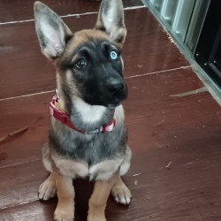 Hundeschule Vogt - Hira