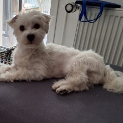Hundeschule Vogt - Idefix