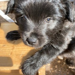 Hundeschule Vogt - Idris