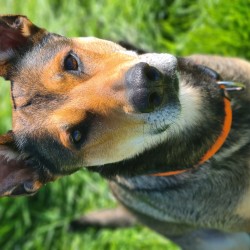 Hundeschule Vogt - India