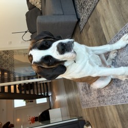 Hundeschule Vogt - Indy