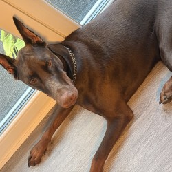 Hundeschule Vogt - Iren