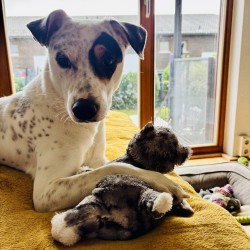 Hundeschule Vogt - Jack
