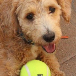 Hundeschule Vogt - Jago