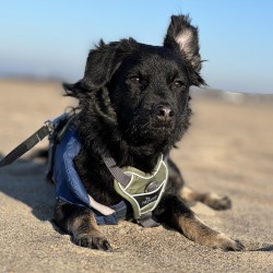 Hundeschule Vogt - Joschie