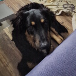 Hundeschule Vogt - Juls