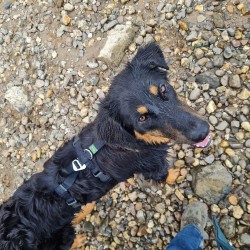 Hundeschule Vogt - Juls