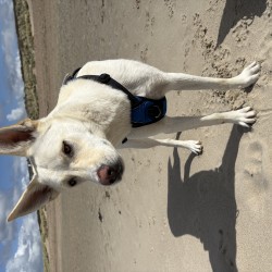Hundeschule Vogt - Kara