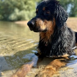 Hundeschule Vogt - Kayce