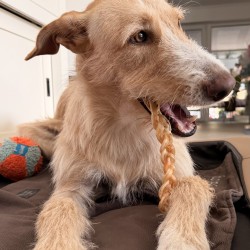 Hundeschule Vogt - Kenzo