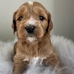 Hundeschule Vogt - Kiwi