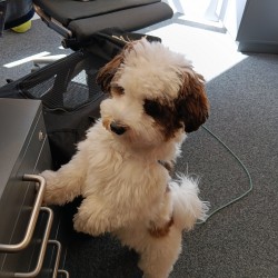 Hundeschule Vogt - Kiwi