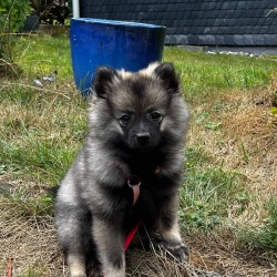 Hundeschule Vogt - Kleo