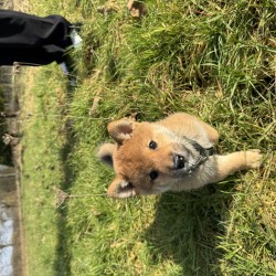 Hundeschule Vogt - Koda