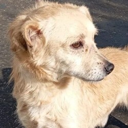 Hundeschule Vogt - Krümel