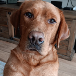 Hundeschule Vogt - Kyle