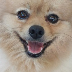 Hundeschule Vogt - LayaLynn