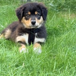 Hundeschule Vogt - Leni
