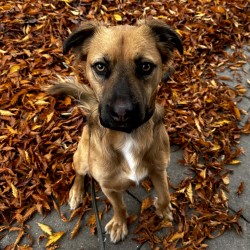 Hundeschule Vogt - Levi