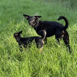 Hundeschule Vogt - Lia