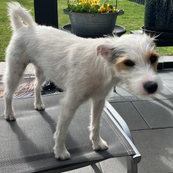 Hundeschule Vogt - Lilly